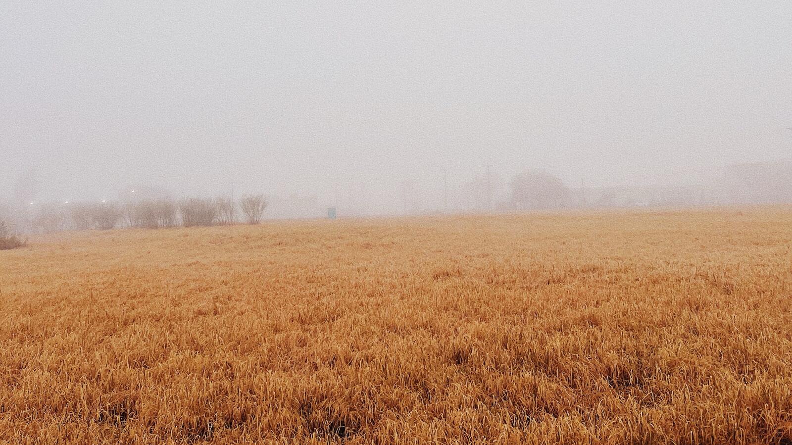 An empty field in the mist, with nobody in it