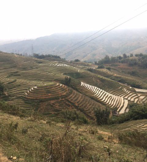 Green rice terraces stepping down the hillsides of Sapa