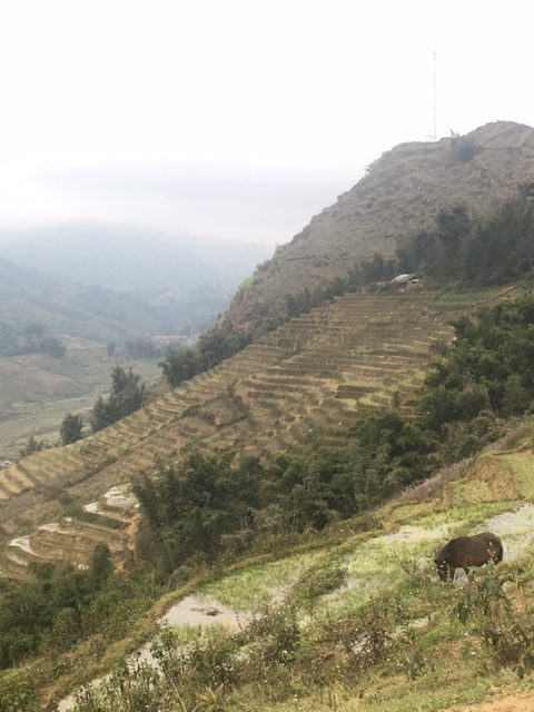 A path winding through a village in the Sapa rice fields